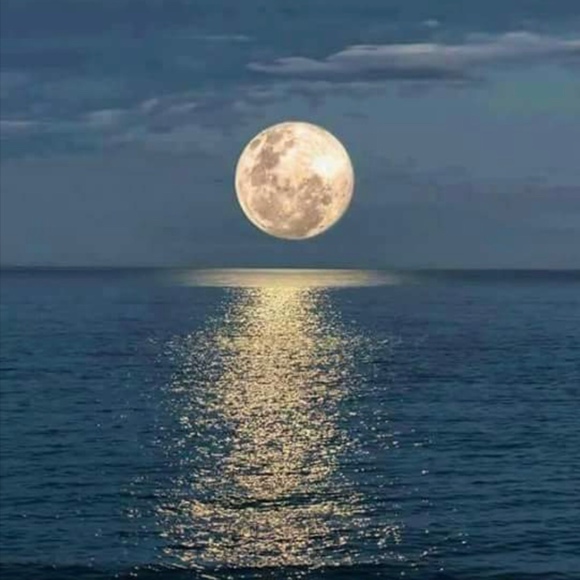 Meet your Posher, Posh - Picture 1 of 1